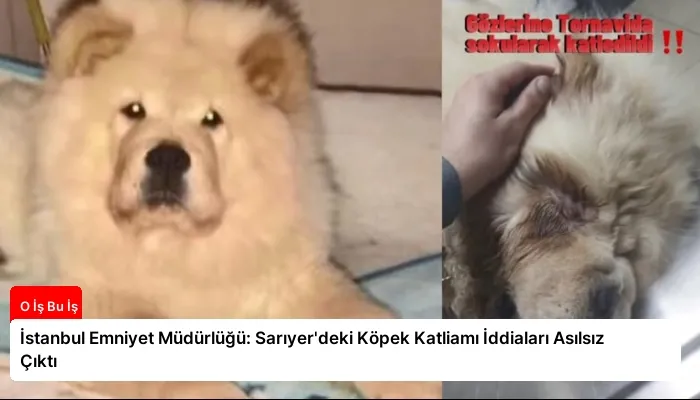 İstanbul Emniyet Müdürlüğü: Sarıyer’deki Köpek Katliamı İddiaları Asılsız Çıktı