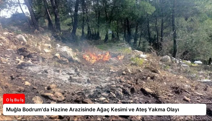 Muğla Bodrum’da Hazine Arazisinde Ağaç Kesimi ve Ateş Yakma Olayı