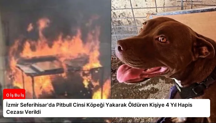 İzmir Seferihisar’da Pitbull Cinsi Köpeği Yakarak Öldüren Kişiye 4 Yıl Hapis Cezası Verildi