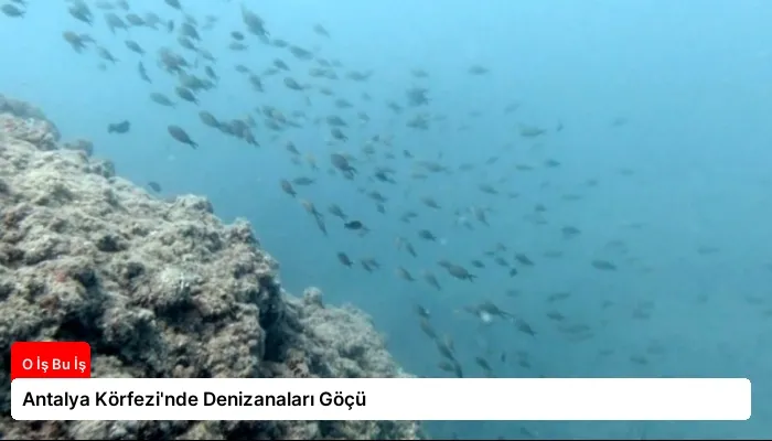 Antalya Körfezi’nde Denizanaları Göçü