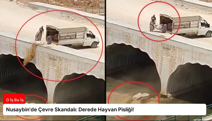 Nusaybin’de Çevre Skandalı: Derede Hayvan Pisliği!