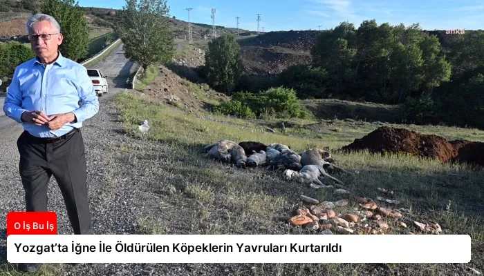 Yozgat’ta İğne İle Öldürülen Köpeklerin Yavruları Kurtarıldı