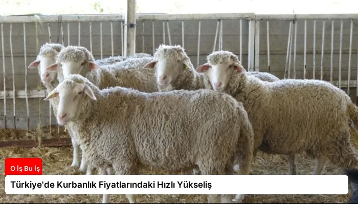 Türkiye’de Kurbanlık Fiyatlarındaki Hızlı Yükseliş