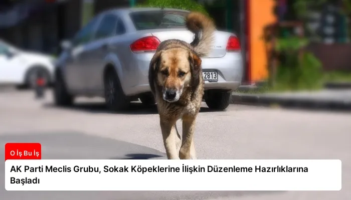 AK Parti Meclis Grubu, Sokak Köpeklerine İlişkin Düzenleme Hazırlıklarına Başladı