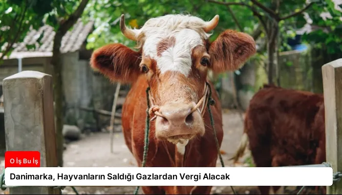 Danimarka, Hayvanların Saldığı Gazlardan Vergi Alacak