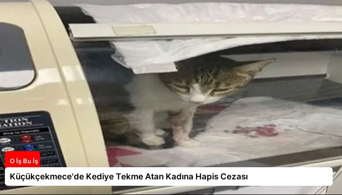 Küçükçekmece’de Kediye Tekme Atan Kadına Hapis Cezası