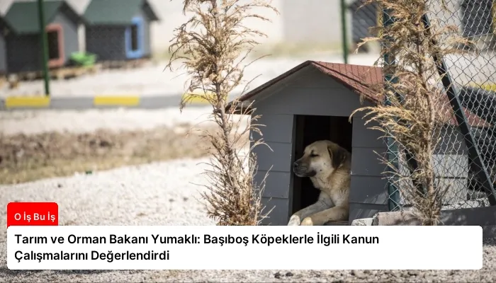 Tarım ve Orman Bakanı Yumaklı: Başıboş Köpeklerle İlgili Kanun Çalışmalarını Değerlendirdi