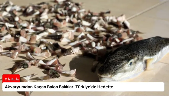 Akvaryumdan Kaçan Balon Balıkları Türkiye’de Hedefte