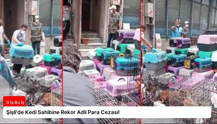 Şişli’de Kedi Sahibine Rekor Adli Para Cezası!