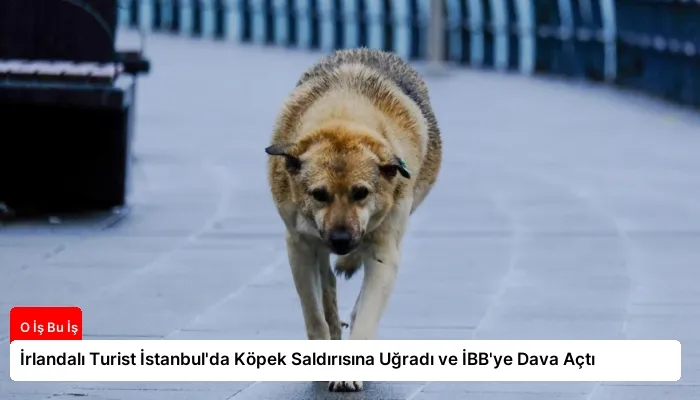 İrlandalı Turist İstanbul’da Köpek Saldırısına Uğradı ve İBB’ye Dava Açtı