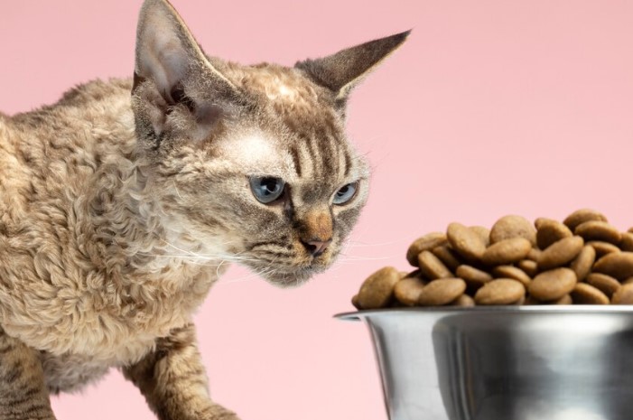 Kedi Maması Seçerken Dikkat Edilmesi Gerekenler