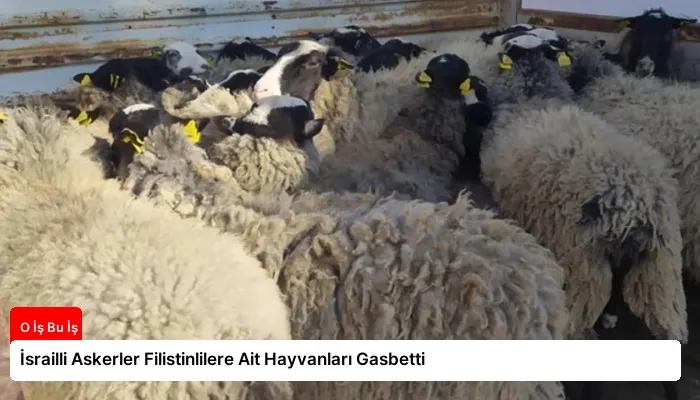 İsrailli Askerler Filistinlilere Ait Hayvanları Gasbetti