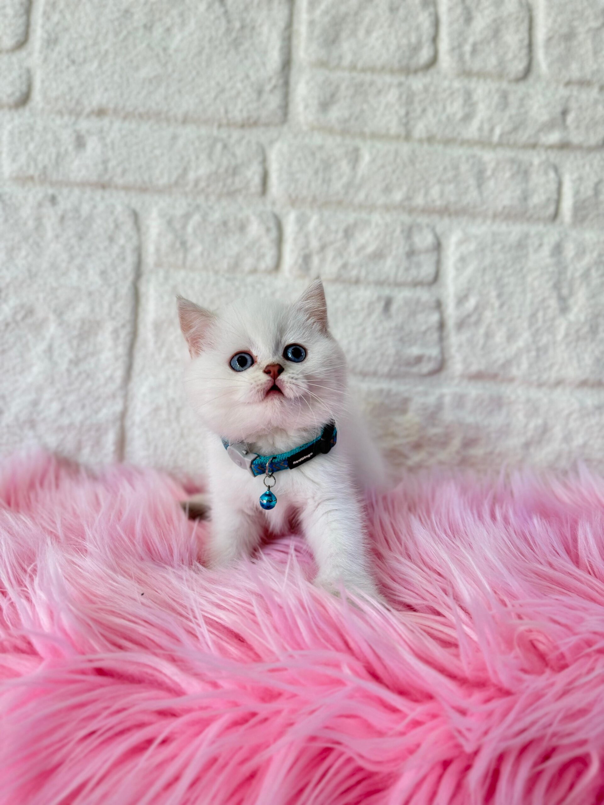 British Shorthair Kediler Hakkında Merak Edilenler