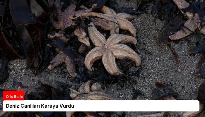 Deniz Canlıları Karaya Vurdu