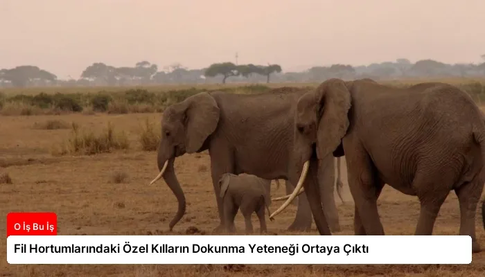 Fil Hortumlarındaki Özel Kılların Dokunma Yeteneği Ortaya Çıktı