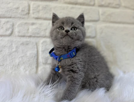 Sahibinden Kedi Sahiplendirme Seçenekleri