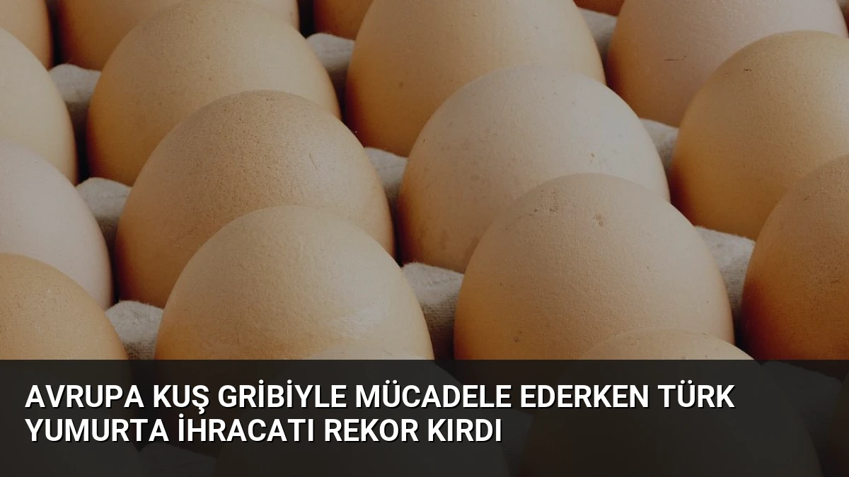 Avrupa Kuş Gribiyle Mücadele Ederken Türk Yumurta İhracatı Rekor Kırdı