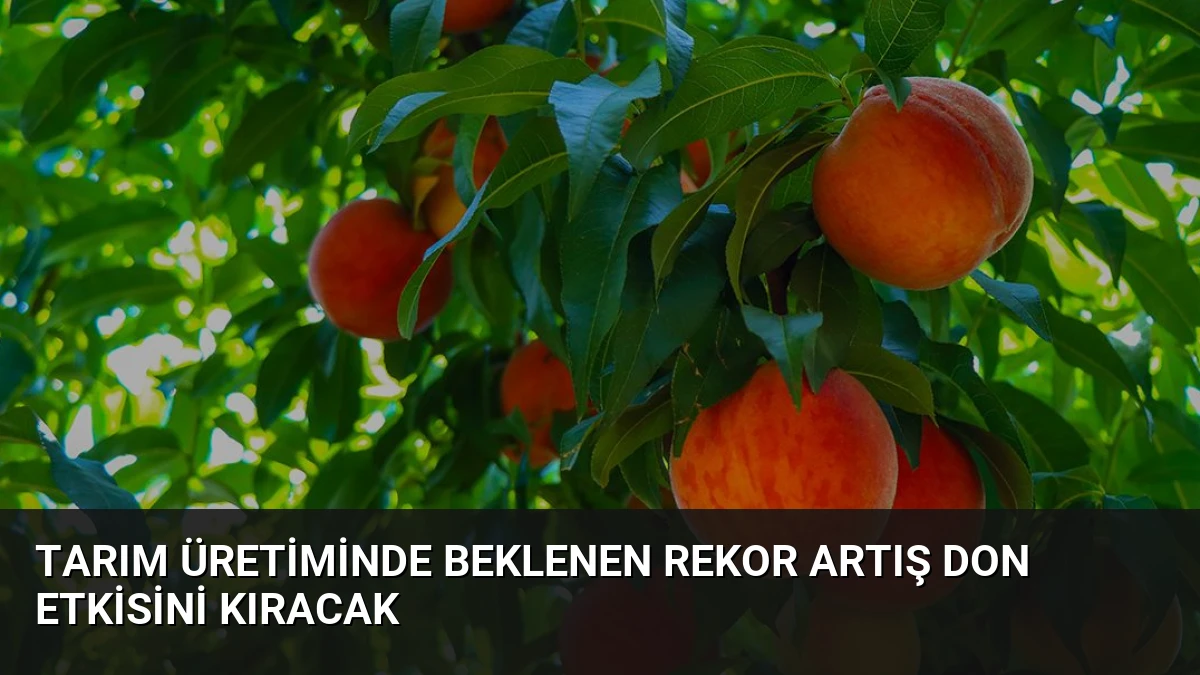 Tarım Üretiminde Beklenen Rekor Artış Don Etkisini Kıracak