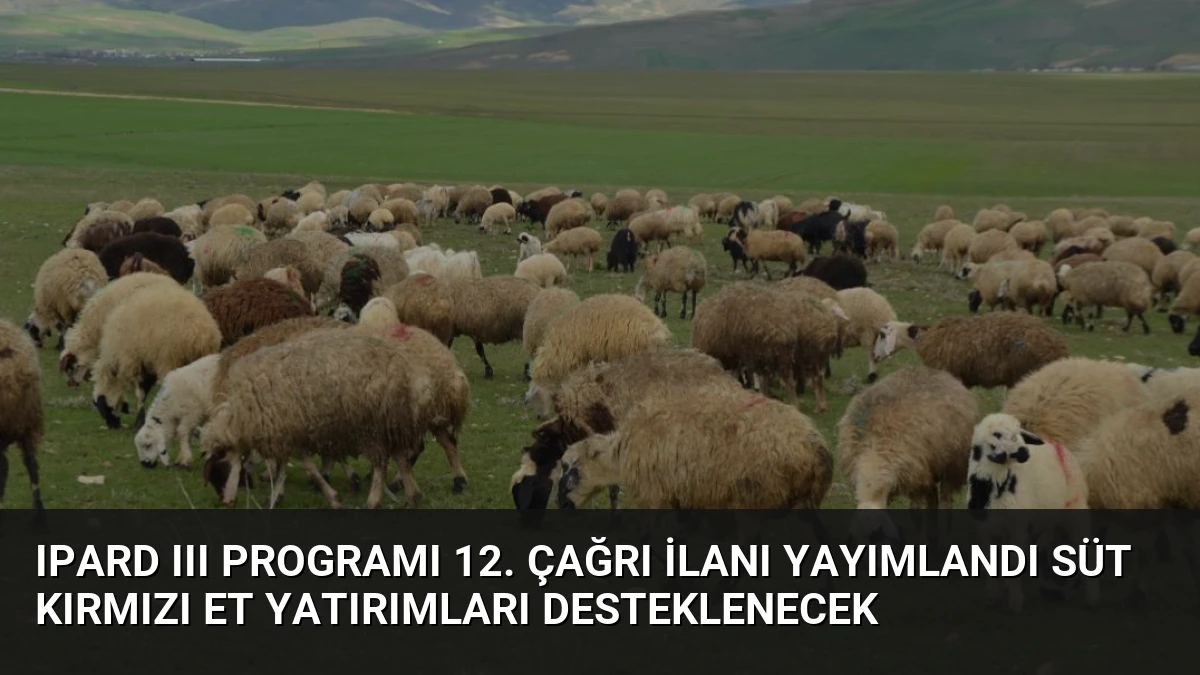 IPARD III Programı 12. Çağrı İlanı Yayımlandı Süt Kırmızı Et Yatırımları Desteklenecek