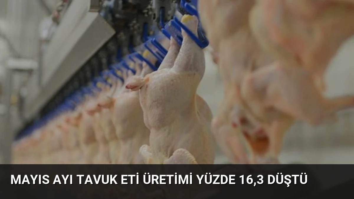 Mayıs Ayı Tavuk Eti Üretimi Yüzde 16,3 Düştü
