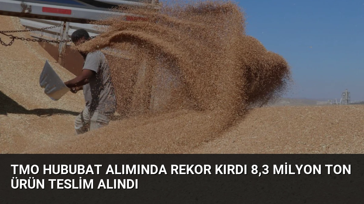 TMO Hububat Alımında Rekor Kırdı 8,3 Milyon Ton Ürün Teslim Alındı
