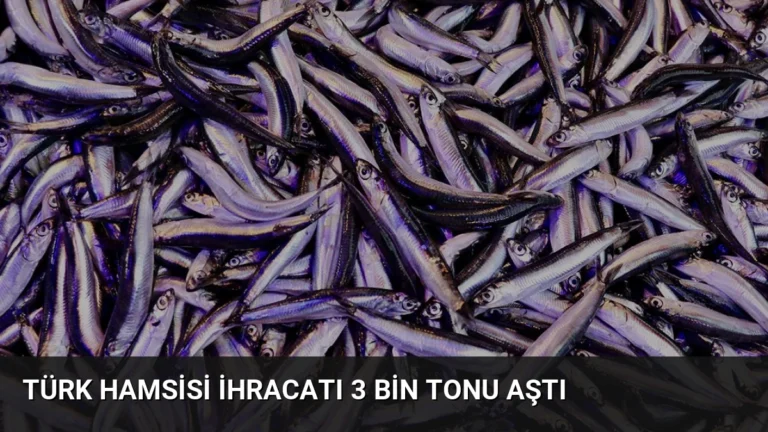 Türk Hamsisi İhracatı 3 Bin Tonu Aştı