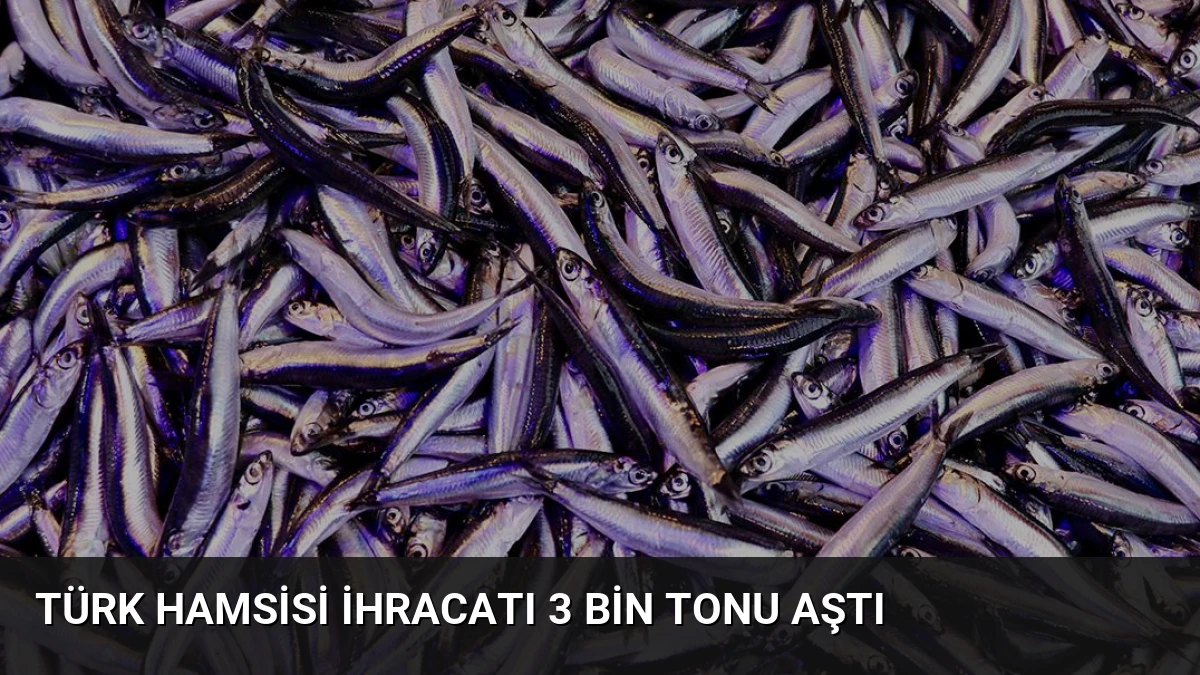 Türk Hamsisi İhracatı 3 Bin Tonu Aştı